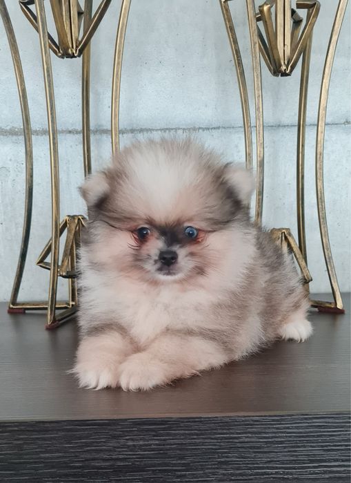 Exuberante mini Lulu da Pomerania / Spitz Alemão Anão