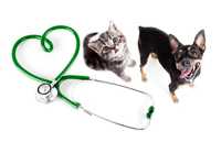 Ветеринарний лікар/виклик ветеринарного лікаря додому/ виїзд ветеринар