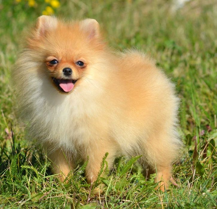 Szpic Miniaturowy Pomeranian Wiwa ZKwP FCI rodowód piękna
