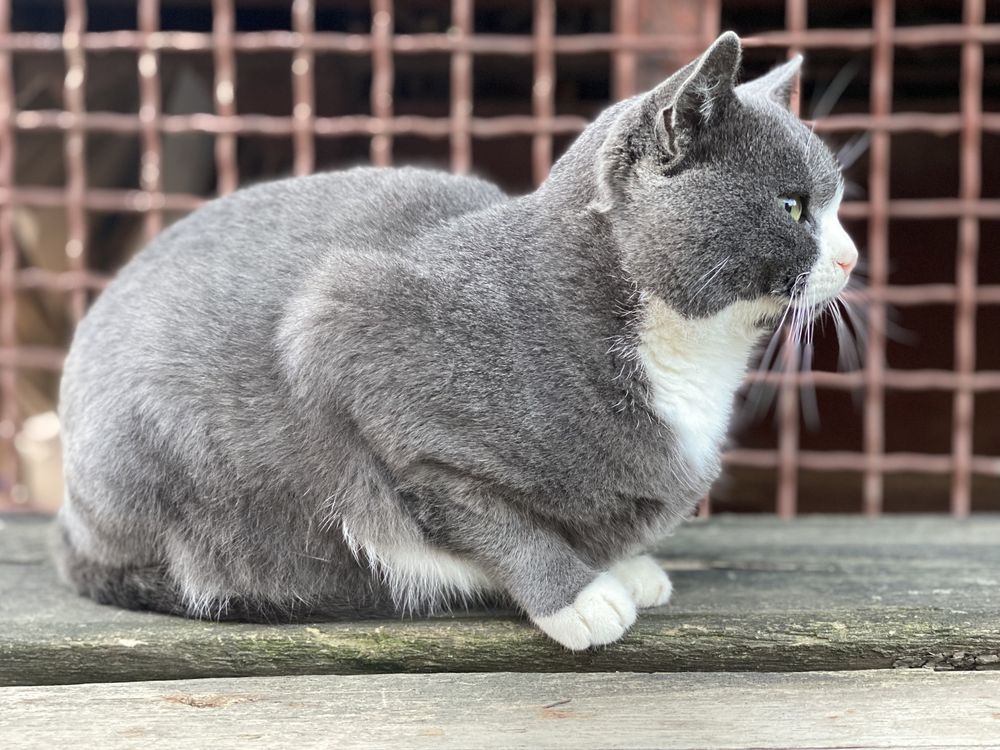 Котик Скай шукає дім та родину