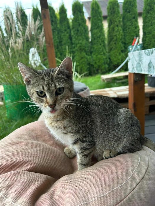 Kot, kotek, kocurek, żyje na działce, za darmo