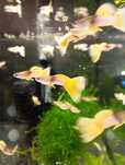 Gupik yellow pingu
