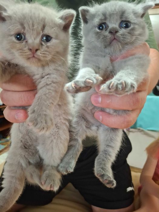 Продам Котята шотланці