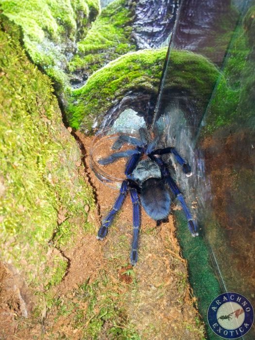 Пауки птицееды скорпионы террариумы корм от клуба "ArachnoExotica"