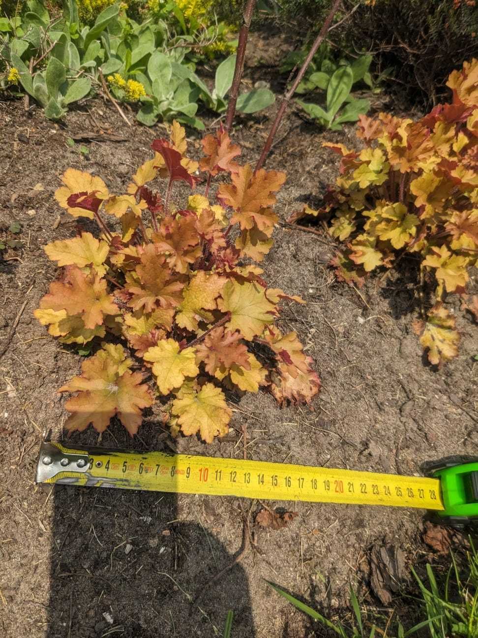 Żurawka 'Marmalade' Heuchera