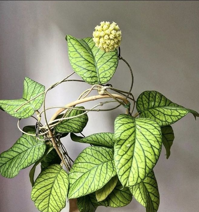 Продам Хойя Мередити Грин.  Срез