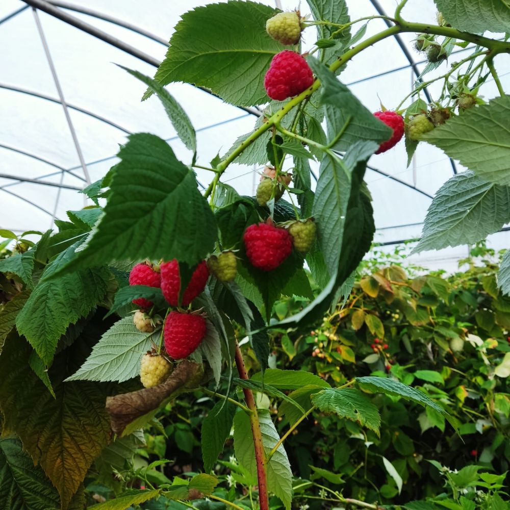 Framboesa fresca fruta