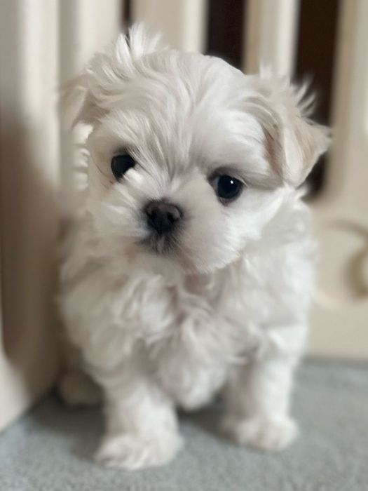 Dziewczynka  lala KOREA  maltańczyk rodzice FCI