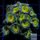Coral palythoa muito facil