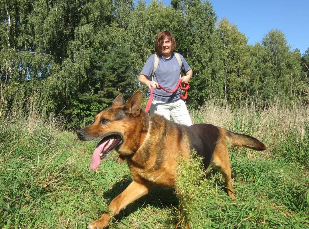 Orson piękny psiak