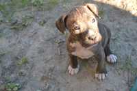 Rezerwacja Amstaff chłopiec American Staffordshire Terrier