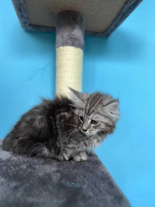 Maine Coon  z rodowodem