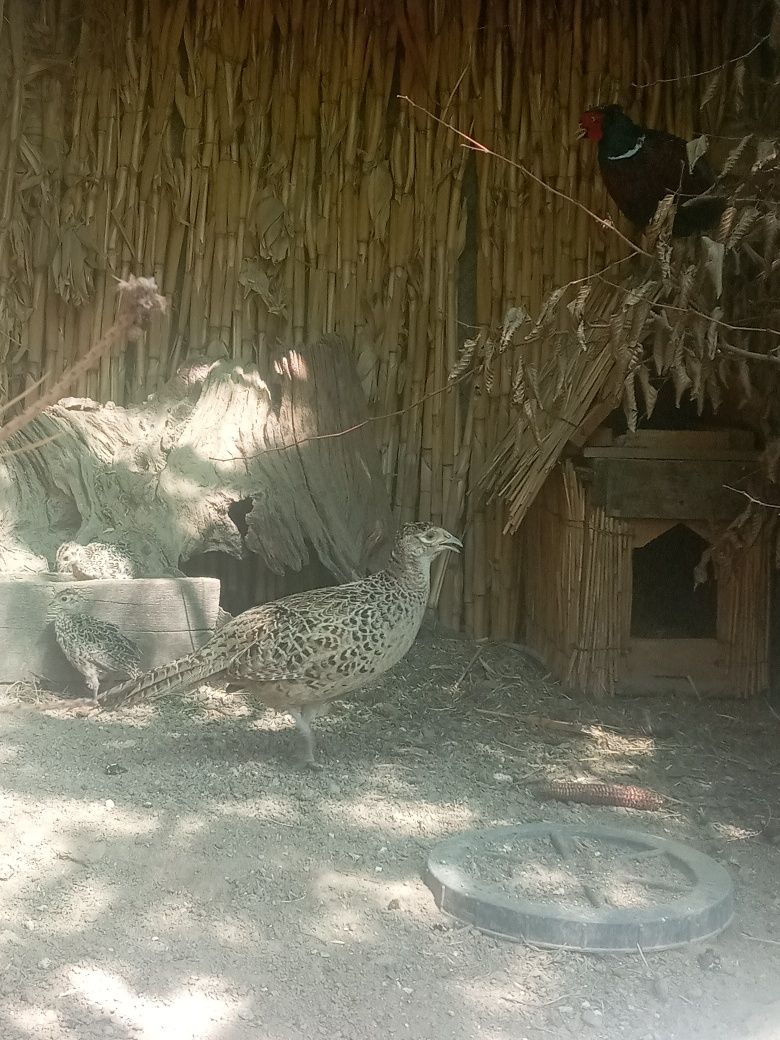 Яйця фазана Мисливського (інкубаційні)