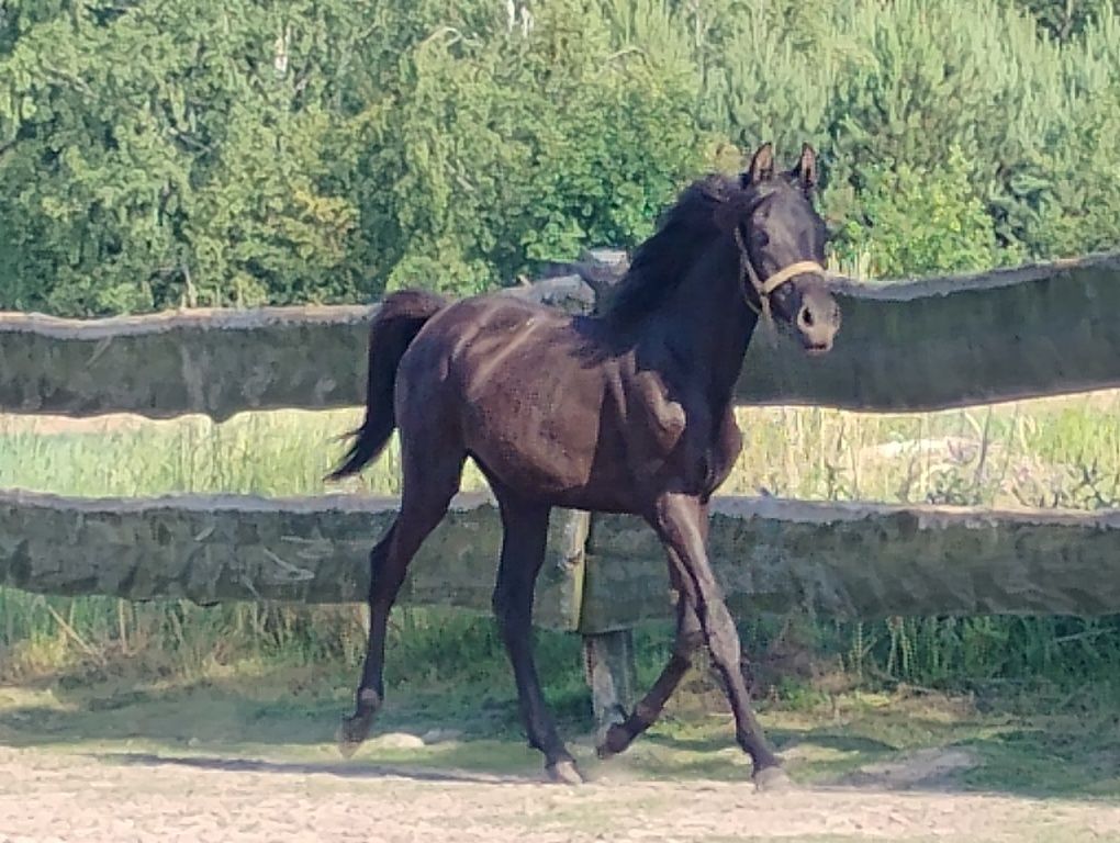 Sprzedam karą homozygotyczną klaczkę arabską