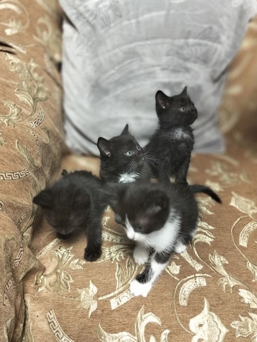 Віддам безкоштовно Котів