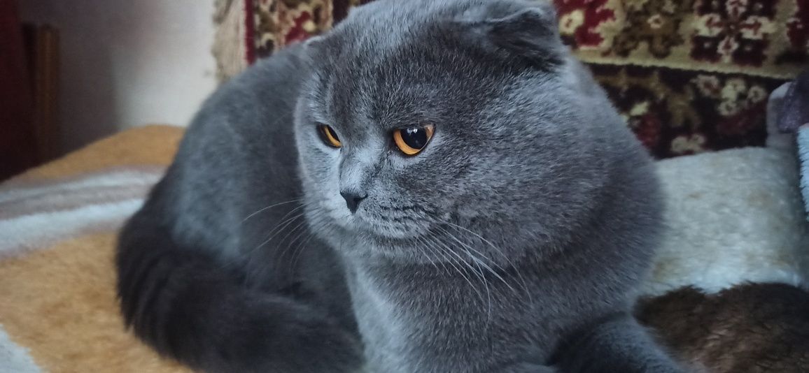 Чистокровний Щотландський висловухий голубий ( Scottish Fold).Вязка.