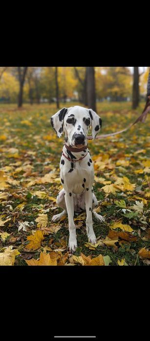 Кінолог Дресирування Далматин Курцхаар Вижла Веймаранер