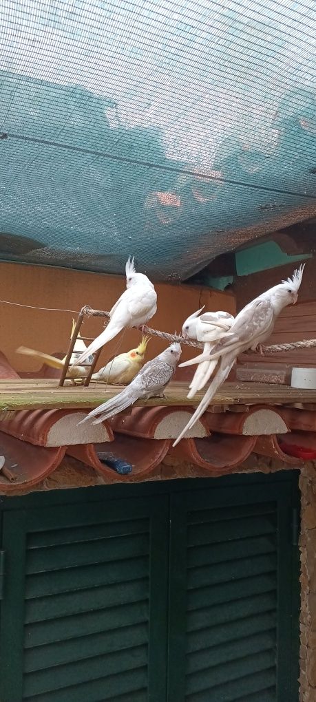 Caturras ,kakarikis,piriquitos domesticadas