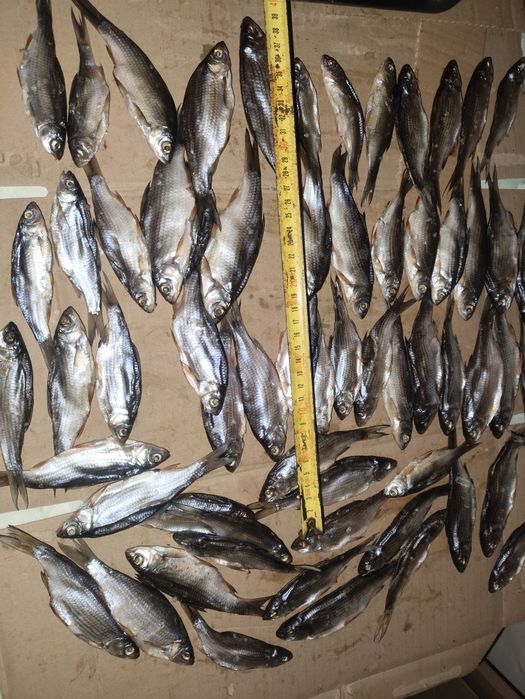 Дрібна в'ялена тарань плотва з ікрою та без