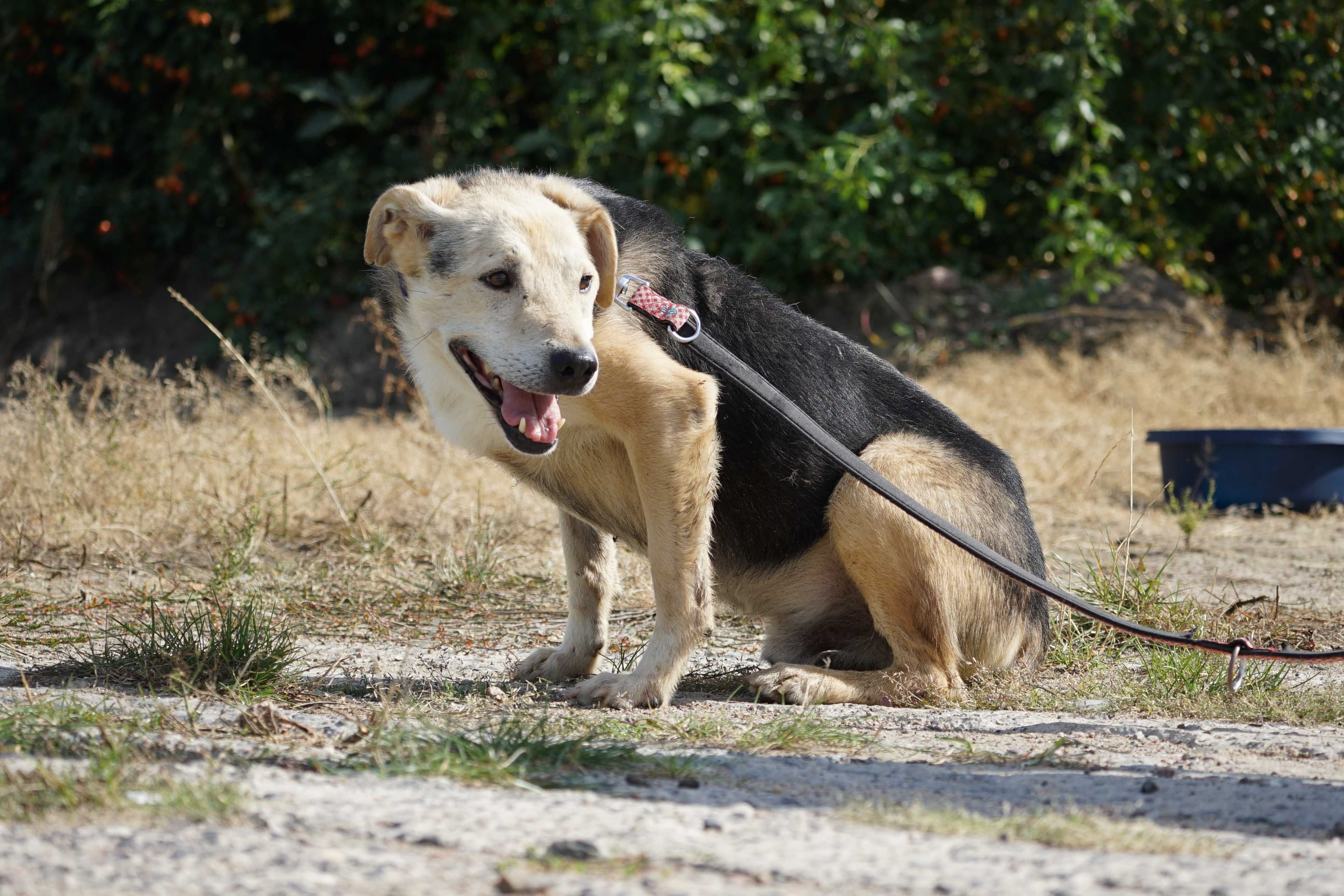 Winston - mega fajny piesek szuka domu