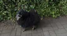 Pomeranian dziewczynka black tan