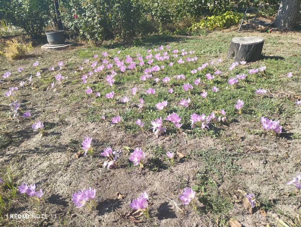 Труба нержавійки харчова