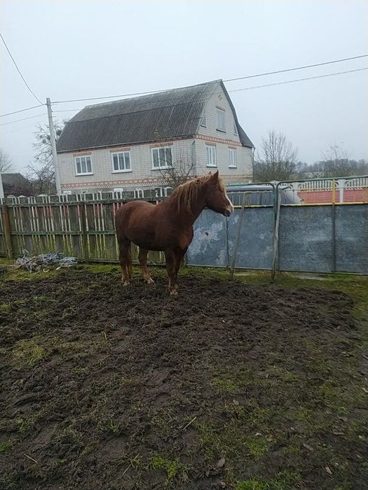 Продаж господарського коня