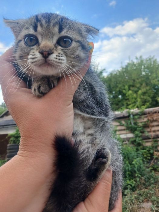 Продам шотландскуя вислоухую