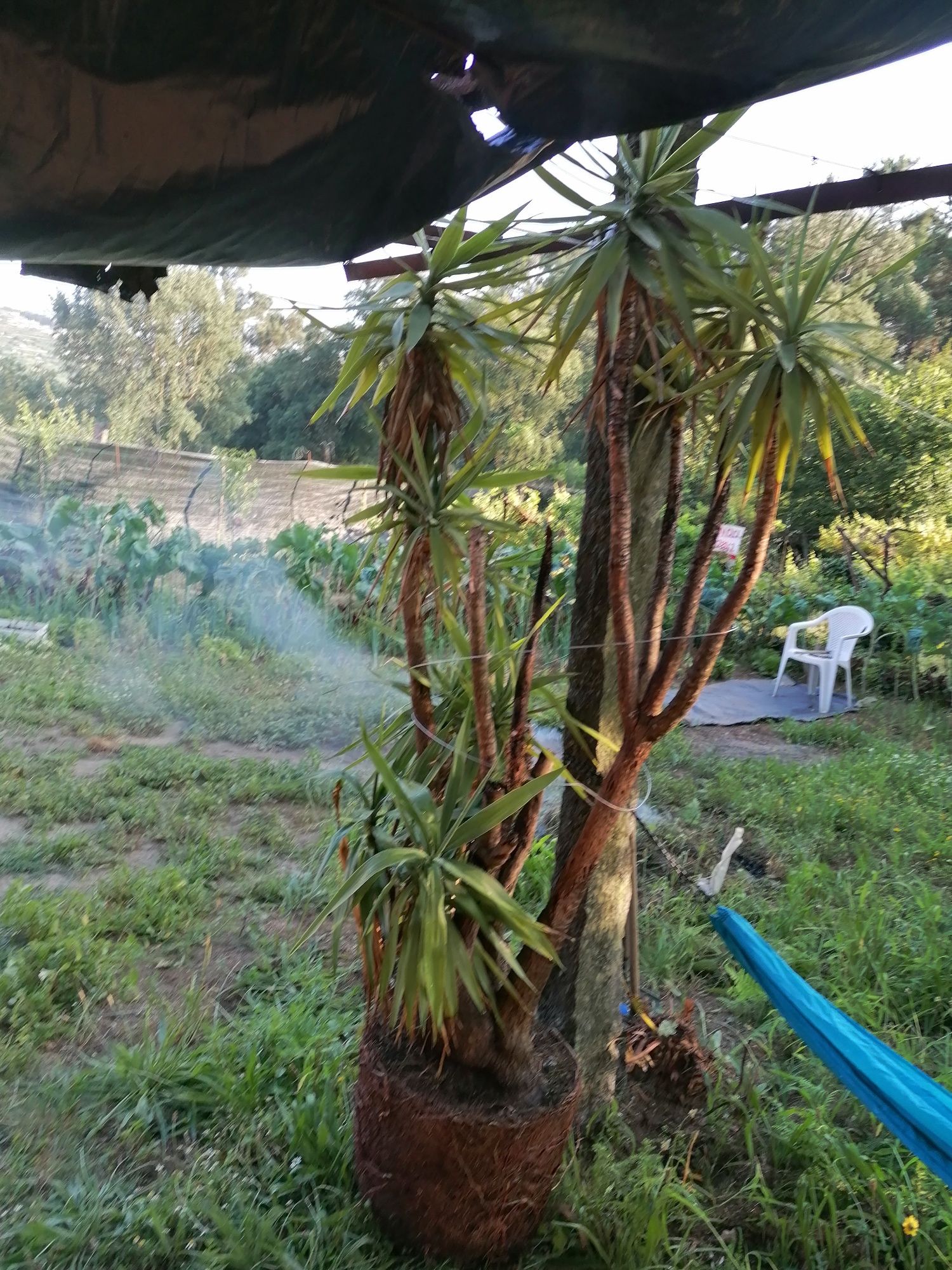 Palmeira Yuca gigante