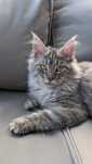 Bellmondo czarny klasyk wysokosrebrzysty Maine Coon .Zapraszamy