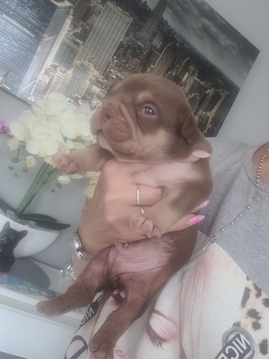 American bully chocolate tricolor pocket