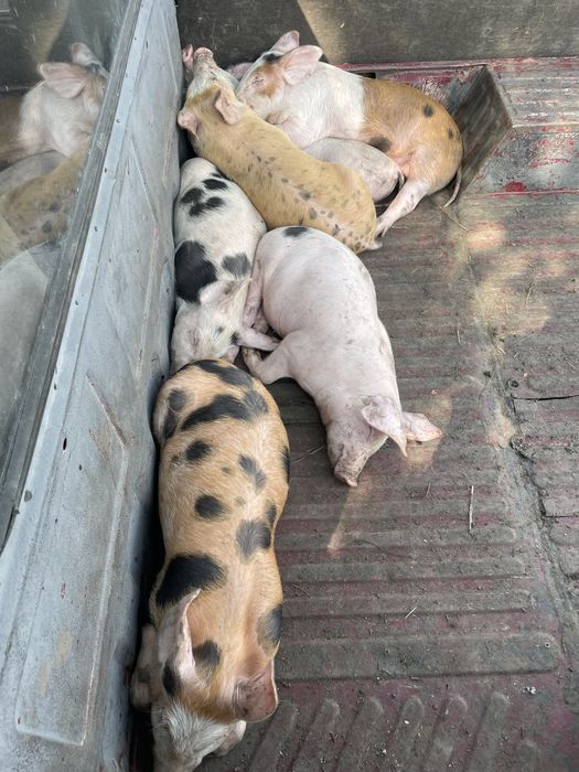 Продамо підрощених поросят