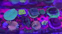 Corais para aquarios agua salgada LPS SPS ZOAS