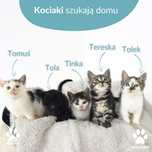Małe kociaki do adopcji! Pięć małych kociąt szuka domu