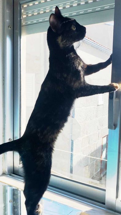 ESTERILIZADA | Gata juvenil e muito dócil disponível para adoção