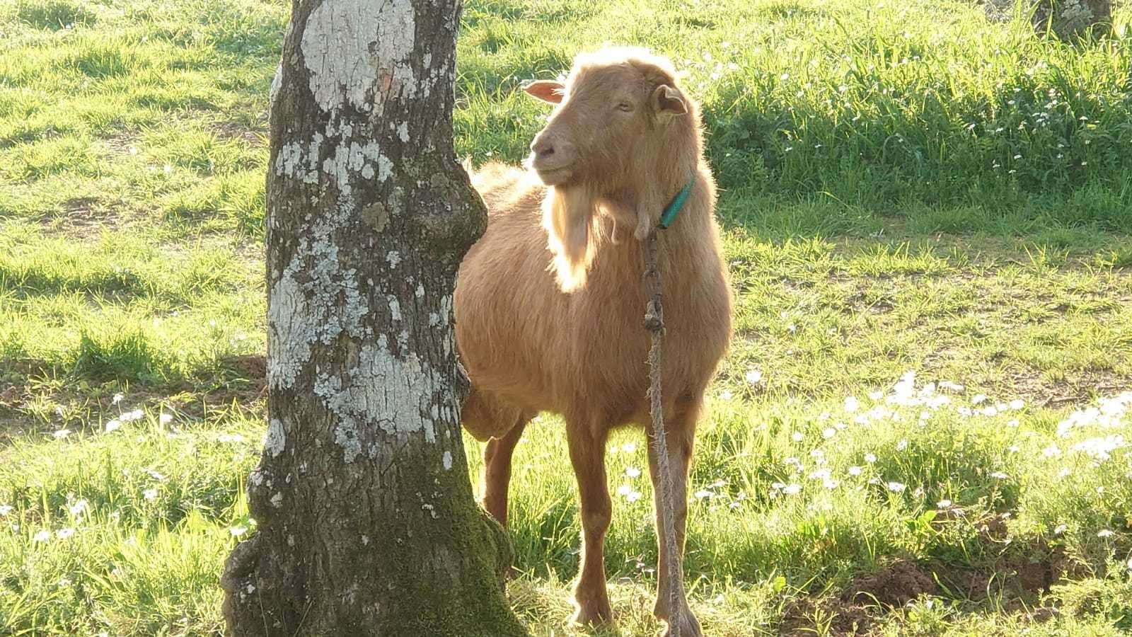 Bode de alta categoria