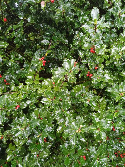 Gałązki  ostrokrzewu