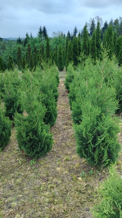 Thuje, Tuje, Tuja Kolumna, Thuja Columna,wysokości od 130cm, kopana