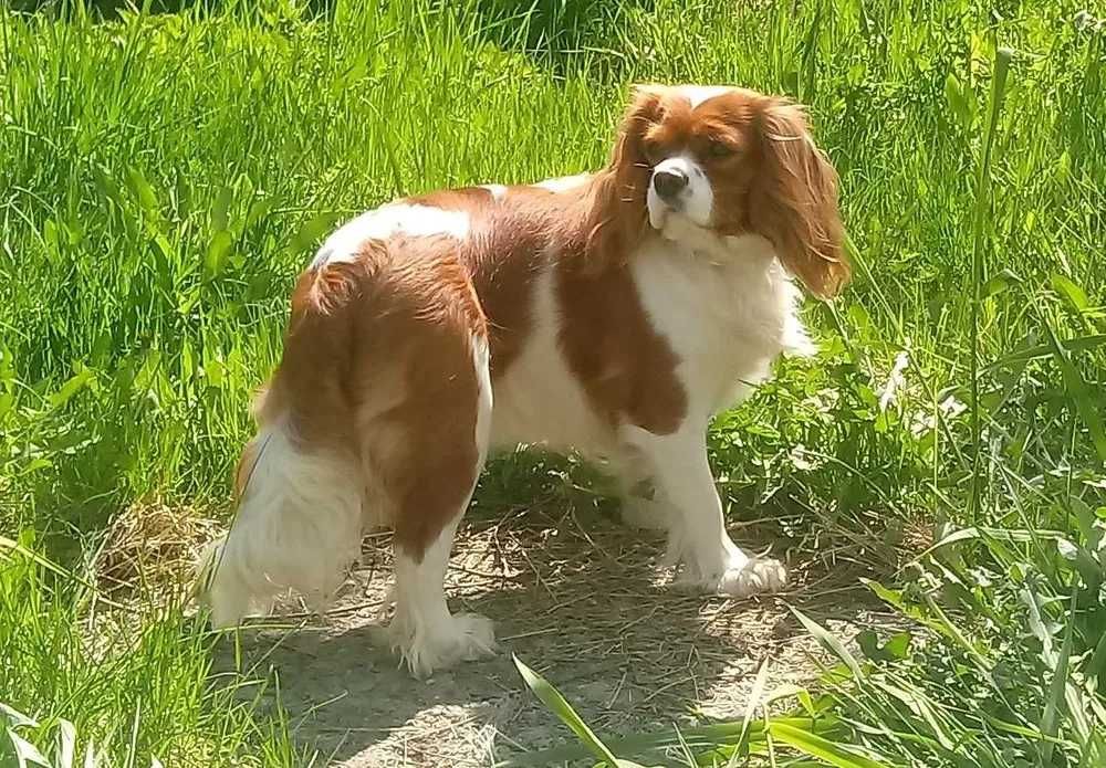 aktualne! piesek red cavapoo f1 cavalier x pudel mini 8tyg do  odbioru