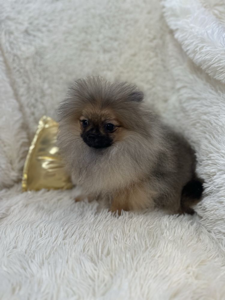 Śliczny chłopczyk miś pomeranian