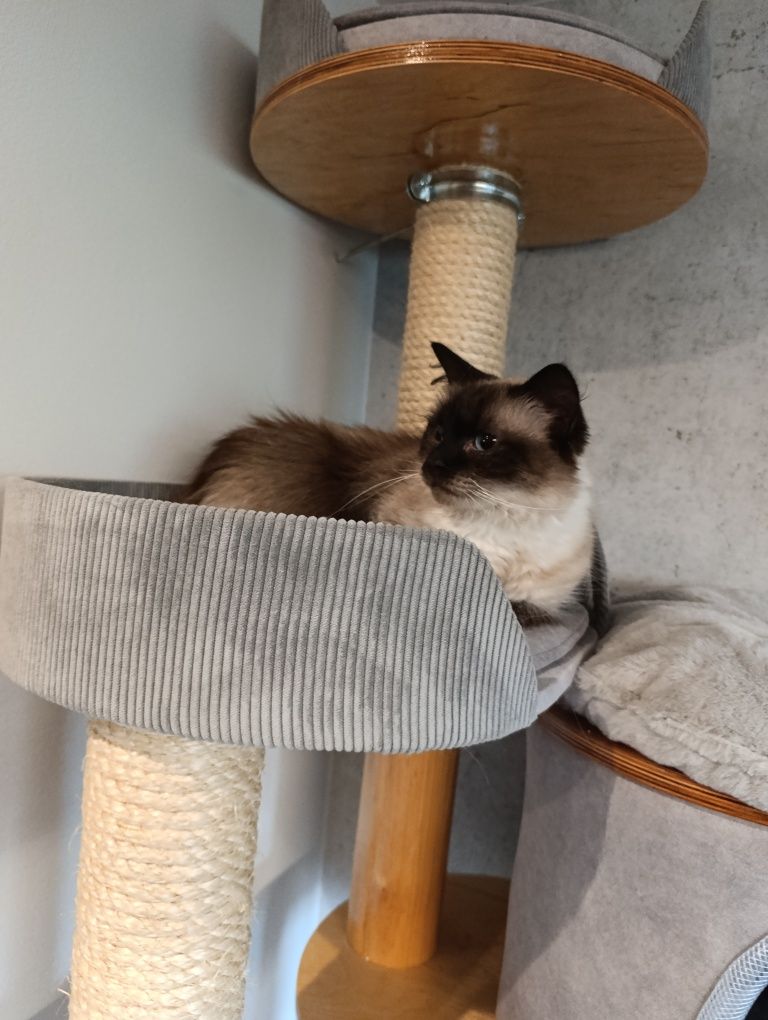 Kot ragdoll - kotka ragdoll z niebieskimi oczami- RODOWÓD do adopcji