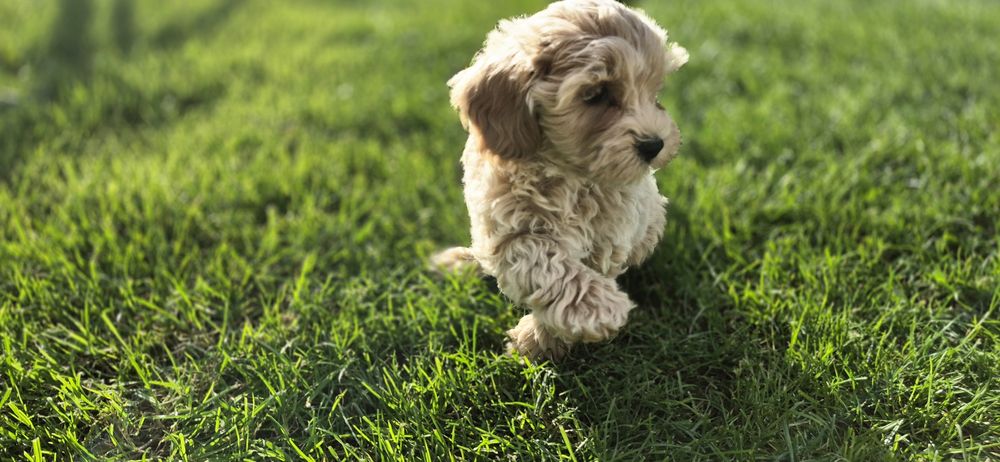 Maltipoo piesek cudny