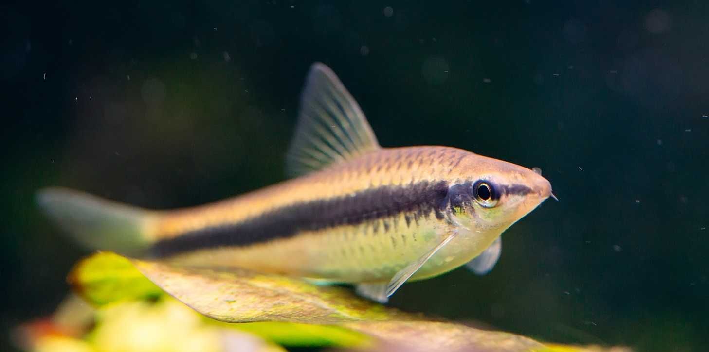 kosiarka GRUBY KOCUR sklep zoologiczny rzeszów