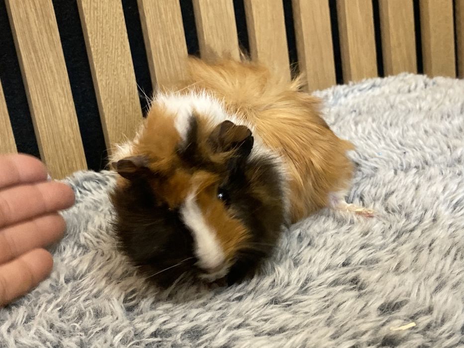 Cavia domowa, świnka morska, świnki morskie
