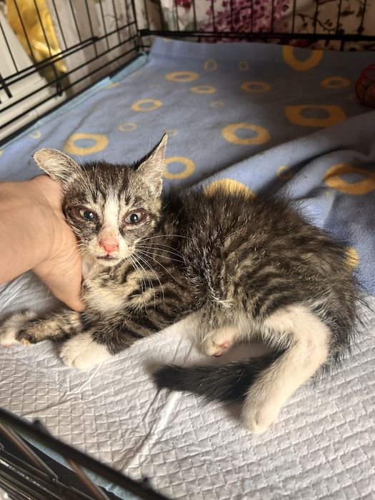3 kociaki do pilnej adopcji