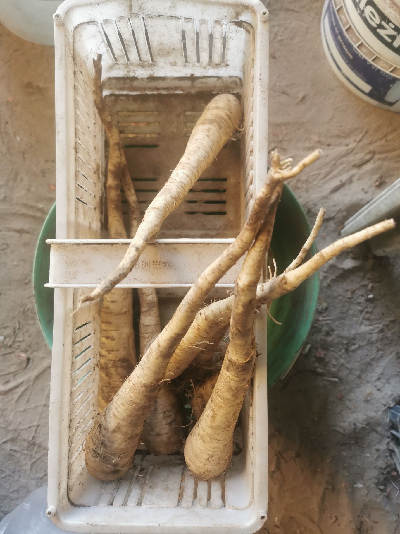 Marchew, marchewka, cebula z 2025