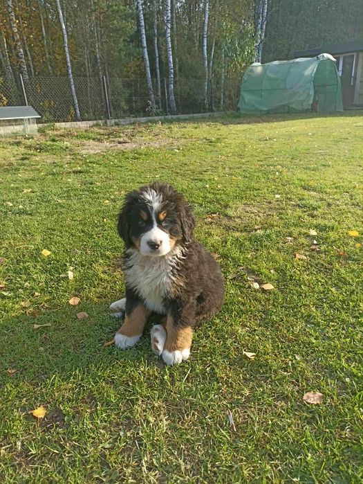 Szczeniak berneński pies pasterski