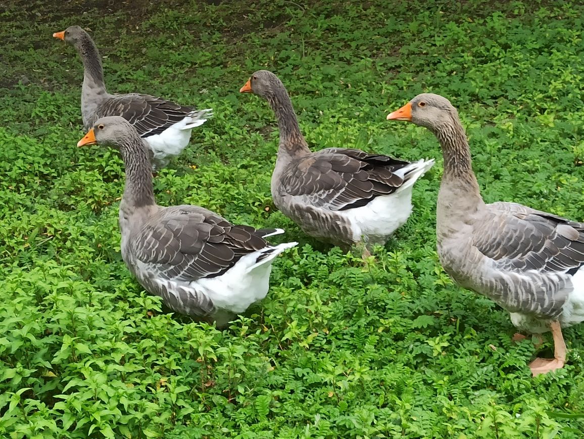 Gęś Gąsior Gąska