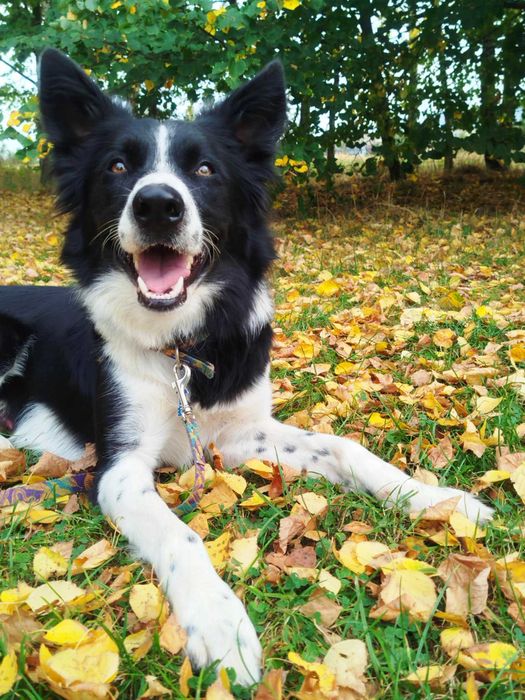 samiec border collie do adopcji