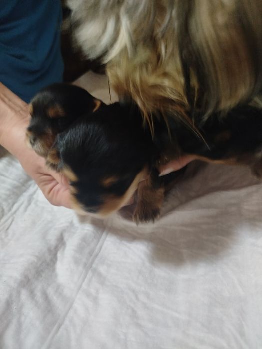 Продам щенков Йорке